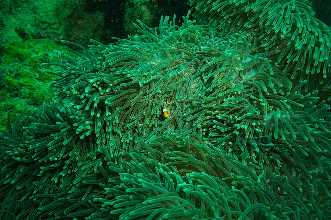 fish coral hiding reef eating govegan plantbased plant plantbraced piglet animals friendsnotfood comic comedy character nature leebrace comedy charactercomedy awardwinning vegan brace